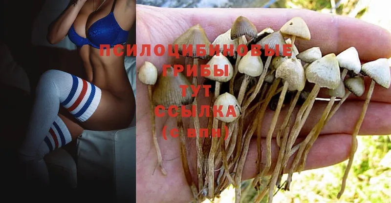 закладки  Микунь  Псилоцибиновые грибы Magic Shrooms 